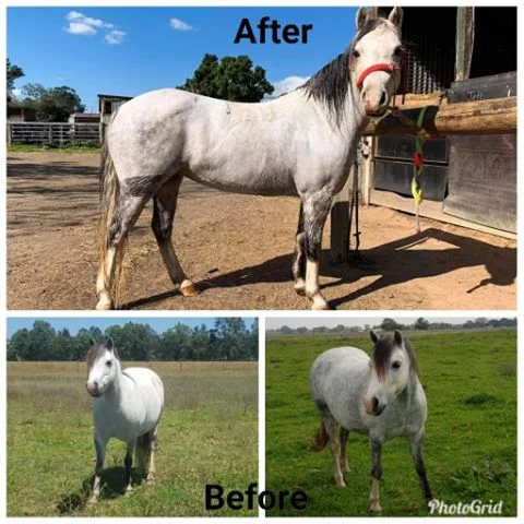 managing weight loss in horses
